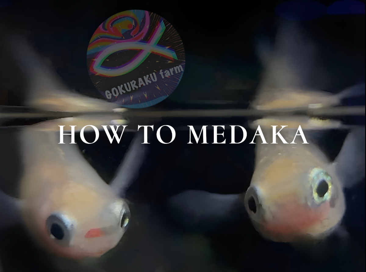 HOW TO MEDAKA