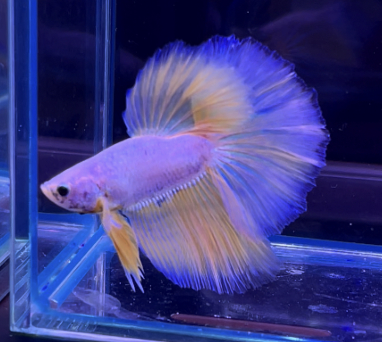 betta321