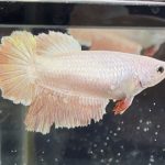 betta444