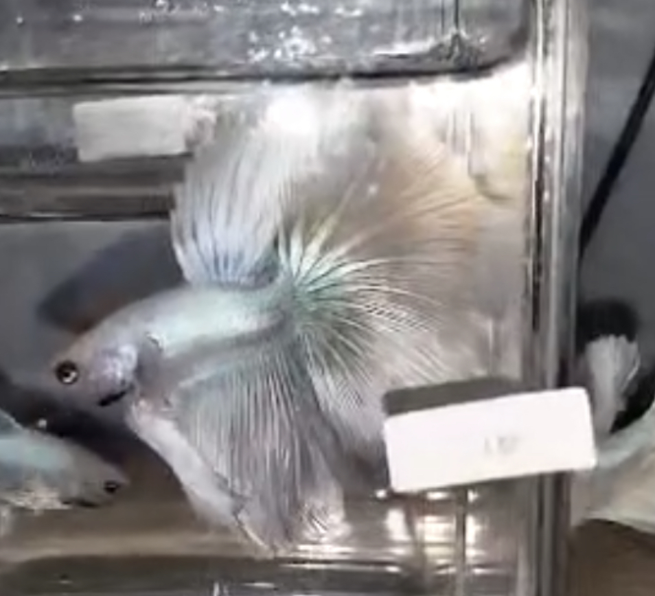 betta629