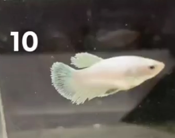 betta642