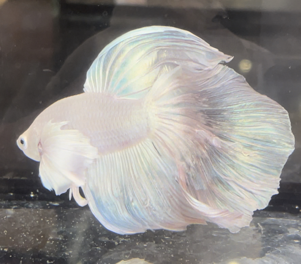 betta655