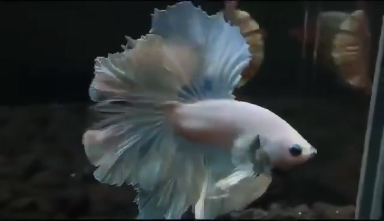 betta697