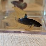 betta1048