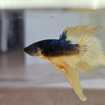 betta1048