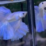 betta1052