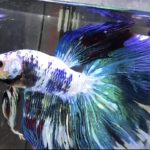 betta1052