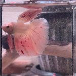 betta1077