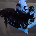 betta1054