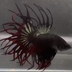 betta1055