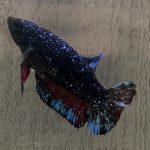 betta1056