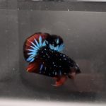 betta1057