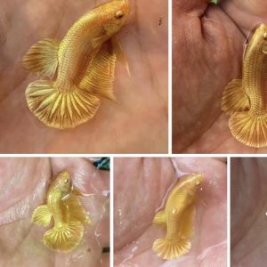 betta1071