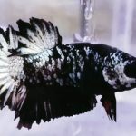 betta1082