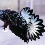 betta1082