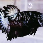 betta1082