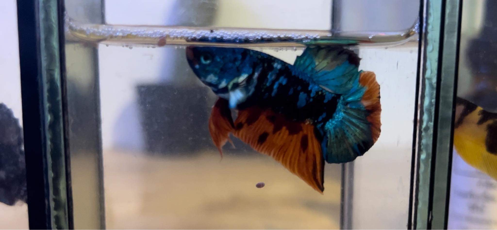 betta1097