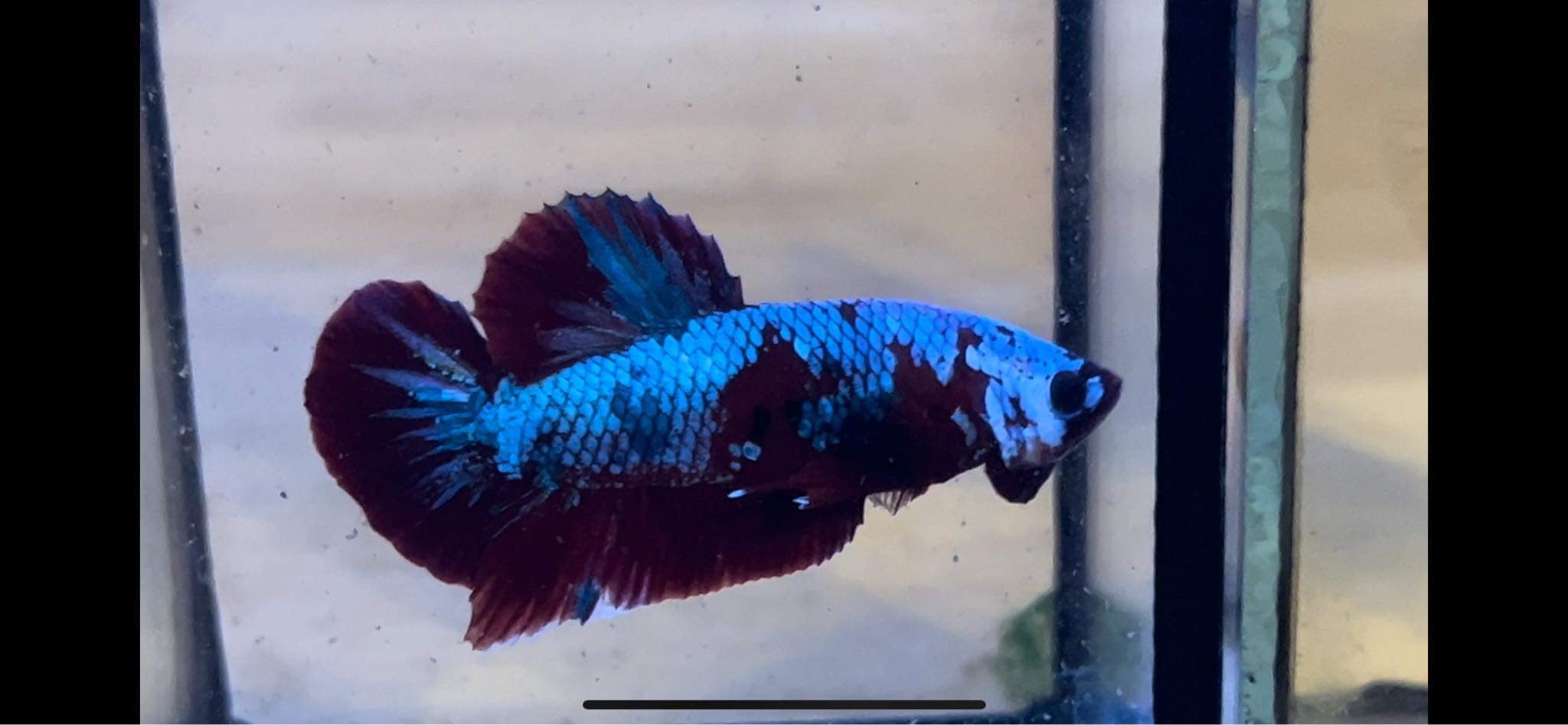 betta1098