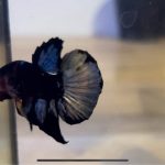 betta1093