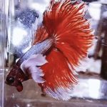 betta1083