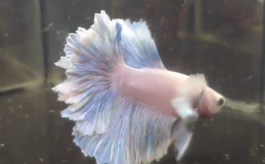 betta1100