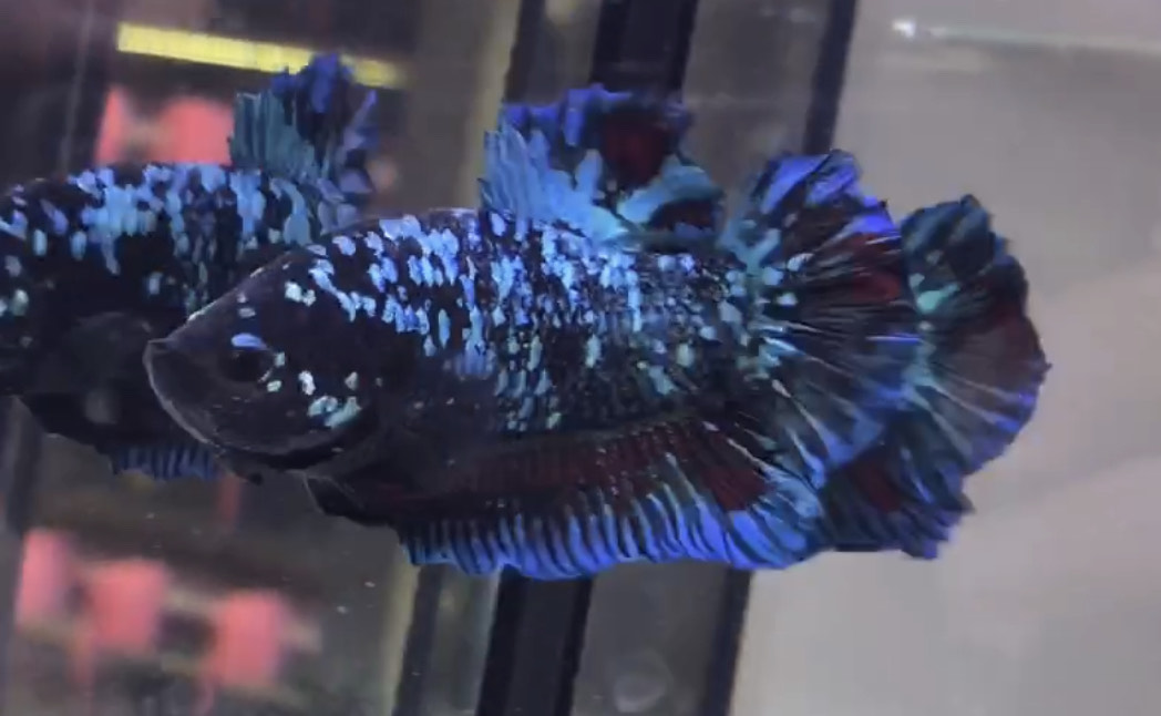 betta1105