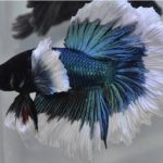 betta1106