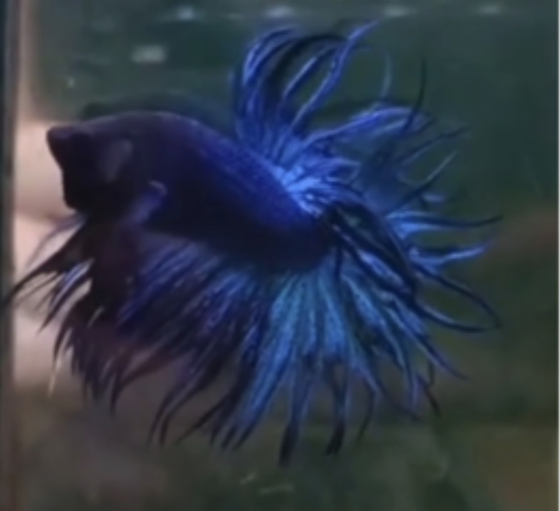 betta1106