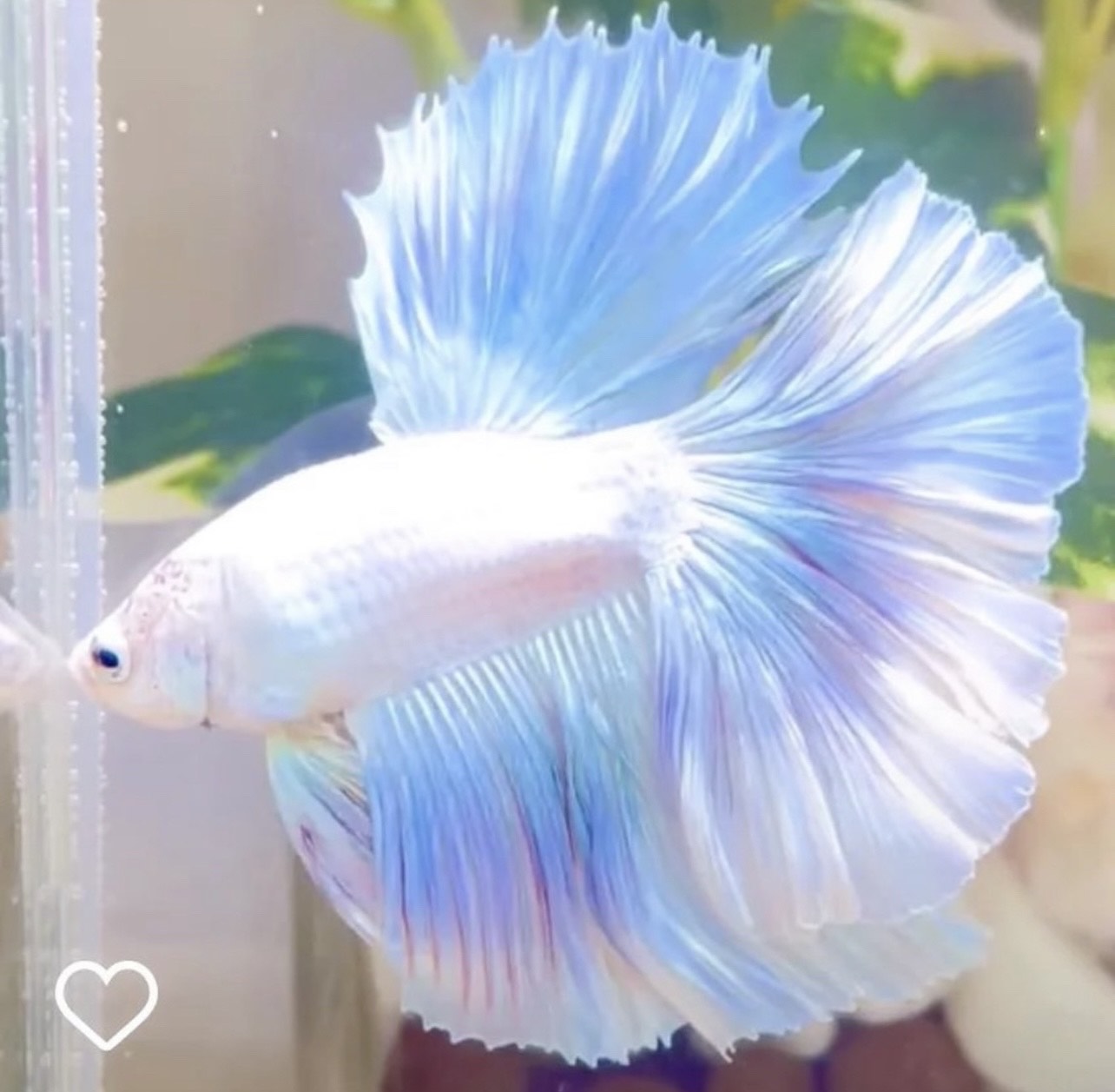 betta1110