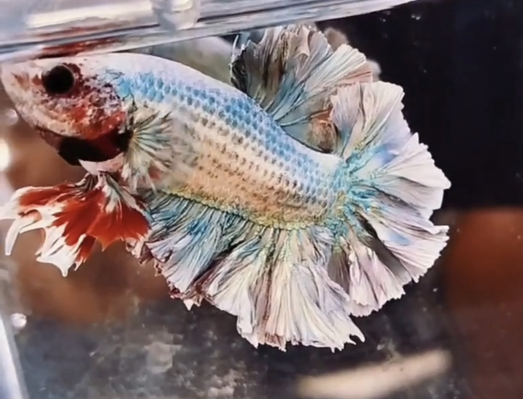 betta1113