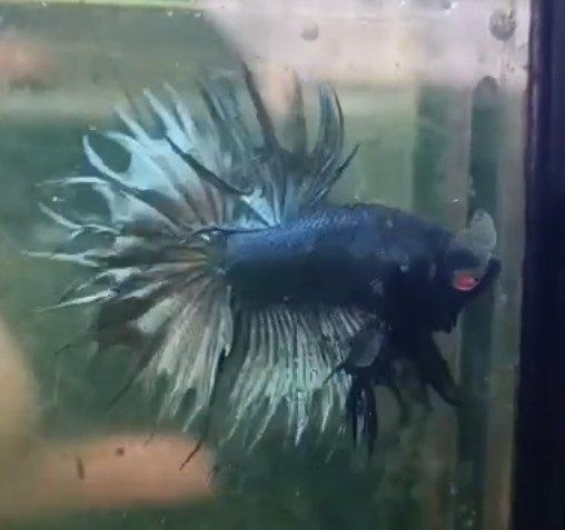 betta1114