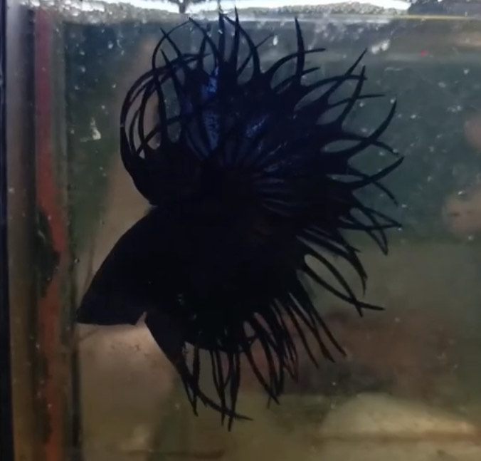 betta1116