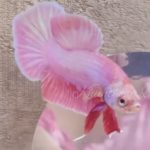 betta1117