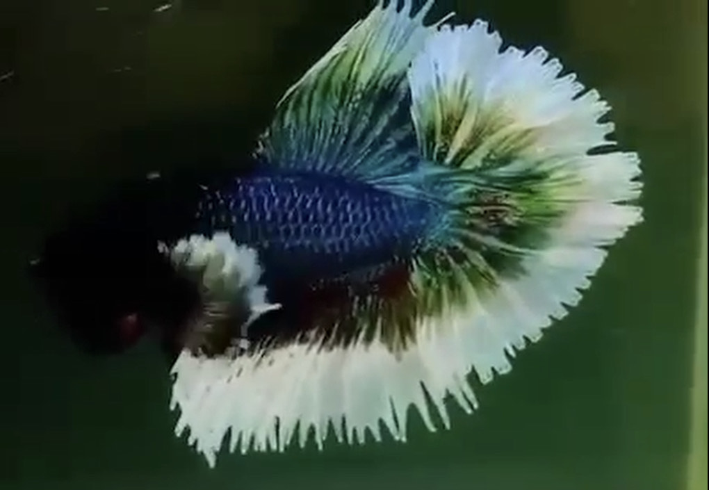 betta1124