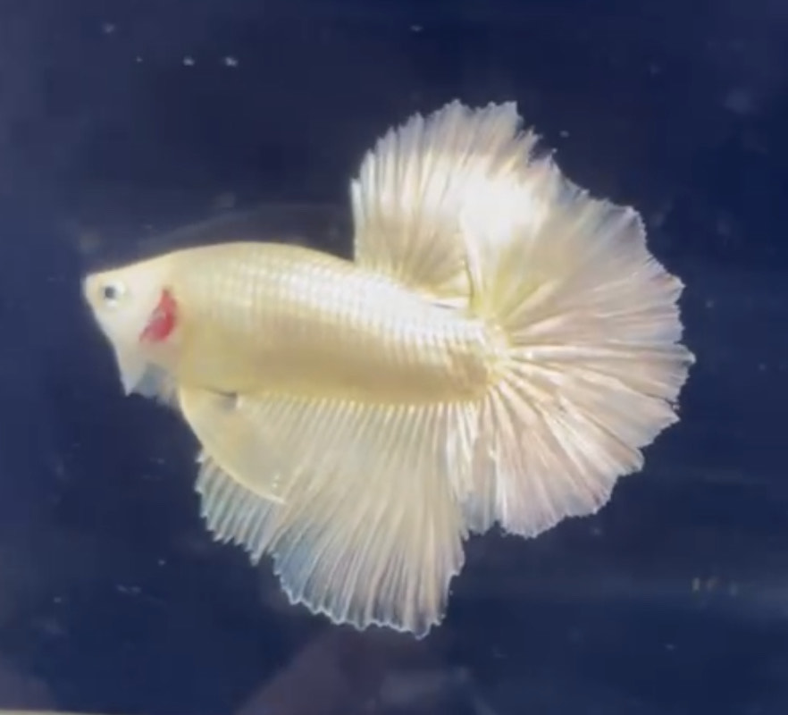 betta1125