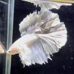 betta1126