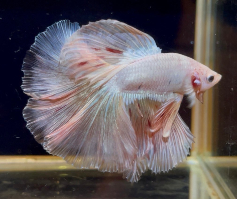 betta1127