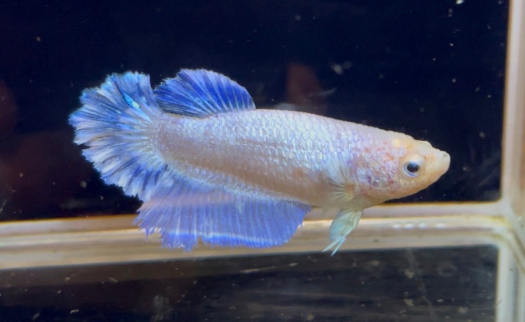 betta1129