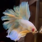 betta1130