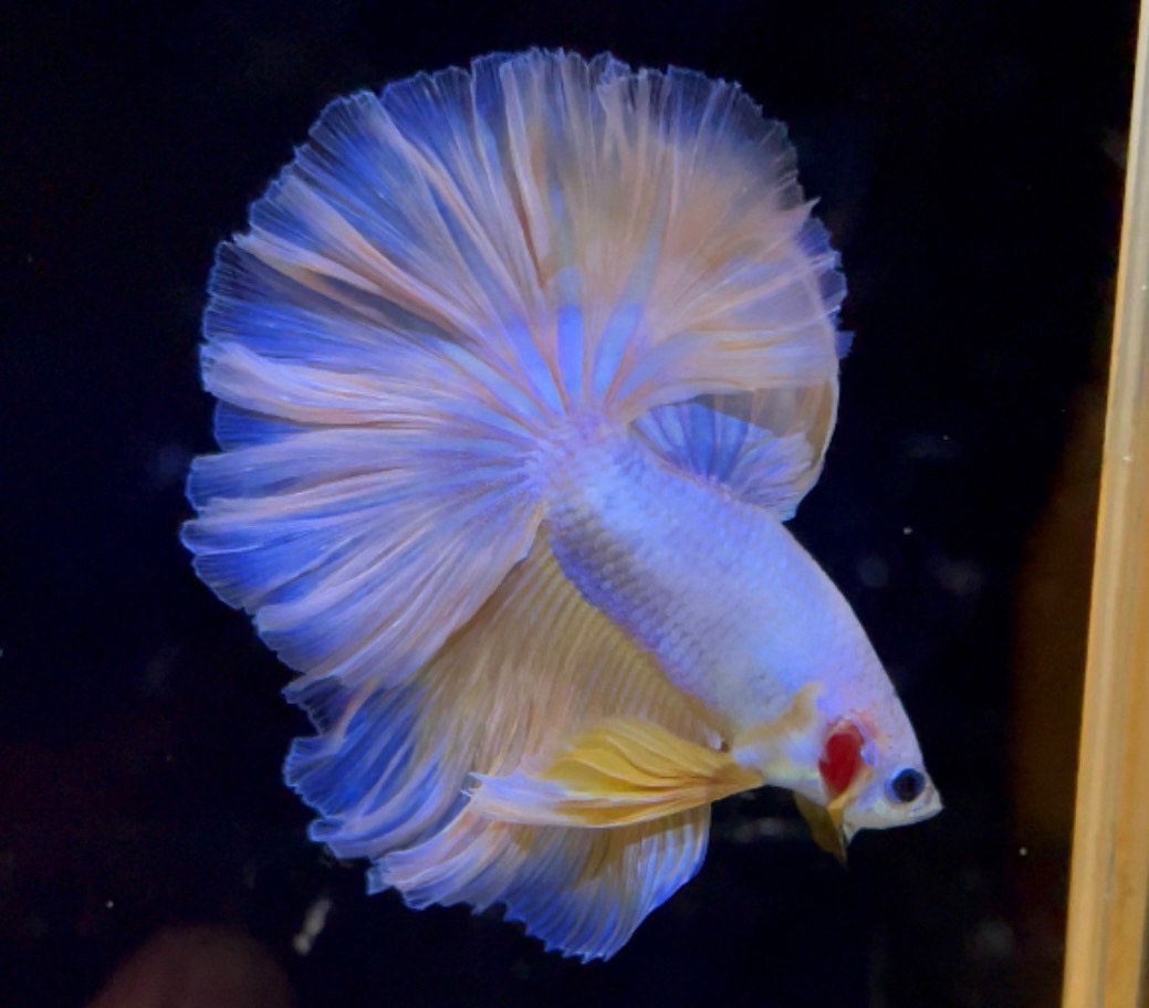 betta1130