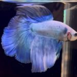 betta1130