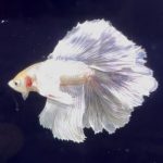 betta1132