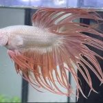 betta1132