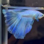 betta1129