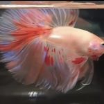 betta1119