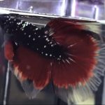 betta1120