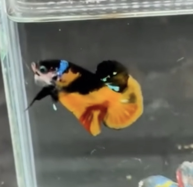 betta1120