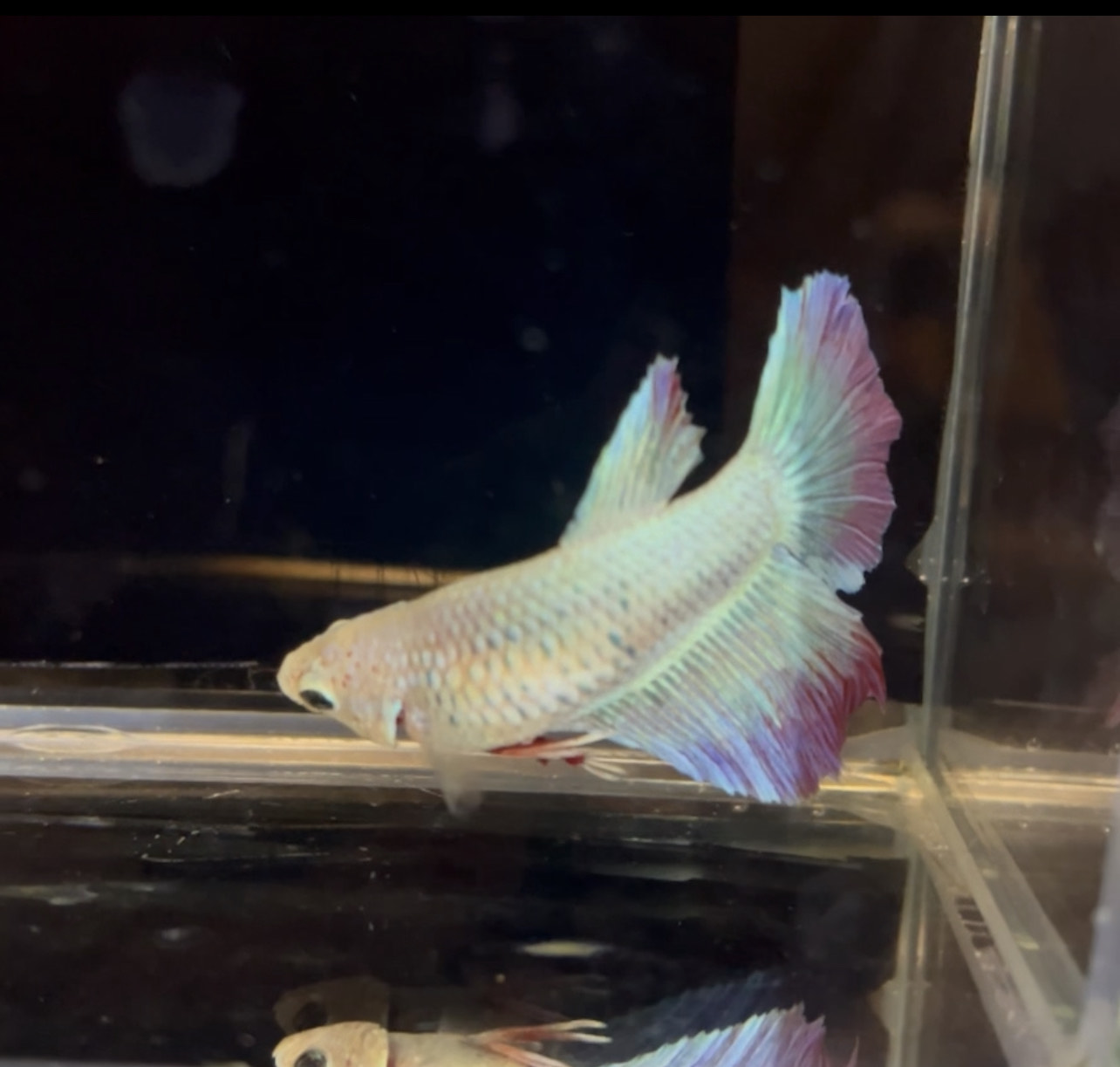 betta1135