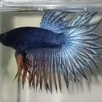 betta1133