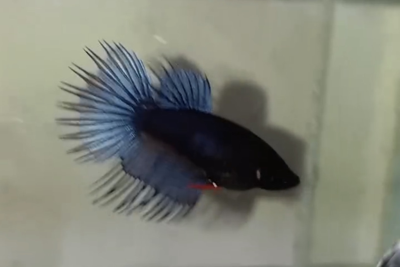 betta1133